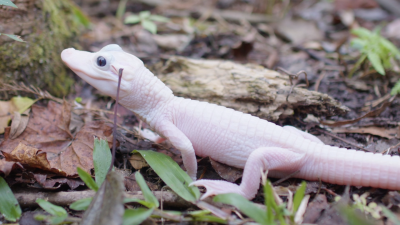 Rare white leucistic alligator hatched at Florida reptile park
