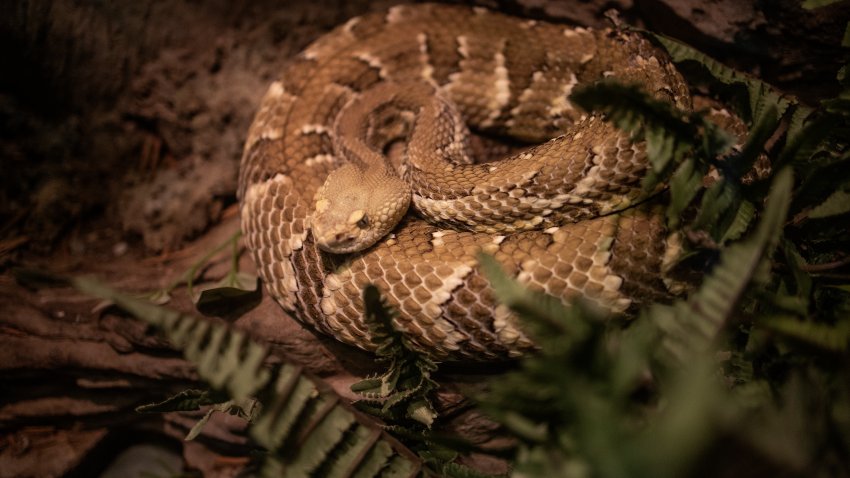 A timber rattlesnakle in its enclosure on September 14, 2022 at the Bronx Zoo in the Bronx, New York.