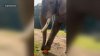 En video: elefante lucha para aplastar una calabaza en el Zoológico de Oakland