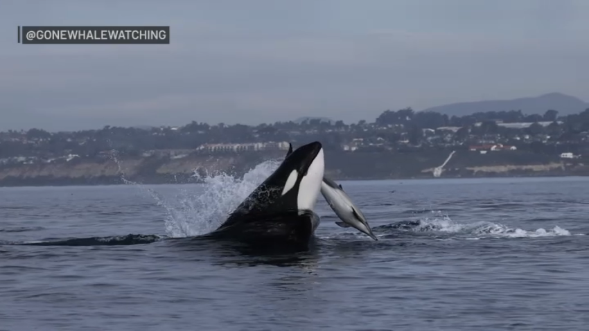 Una orca arroja a un delfín en el aire frente a la costa de San Diego. 19 de diciembre 2023.