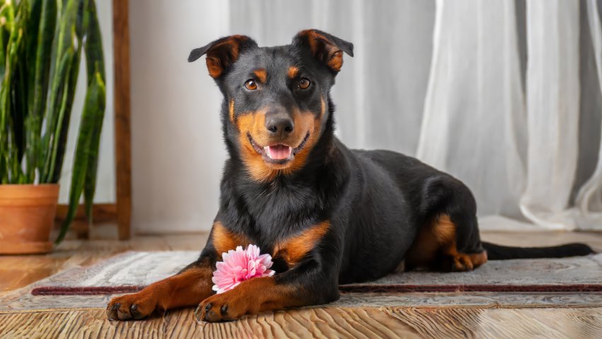 lancashire heeler lying on the wooden floor of the house with a pink toy