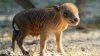 Zoológico de Miami da la bienvenida a una babirusa, una rara especie en peligro de extinción