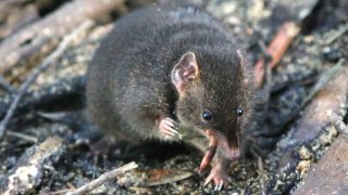 El marsupial que sacrifica horas de sueño por sexo y muere tras la época de apareamiento