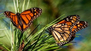 El cambio climático también es uno de los principales factores de la amenaza de extinción de las mariposas monarca, ya que altera su migración anual de 3,000 millas, que está sincronizada con la primavera y con el florecimiento de las flores silvestres.