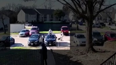 Aterrador video: embarazada queda herida tras ser atacada por un pitbull