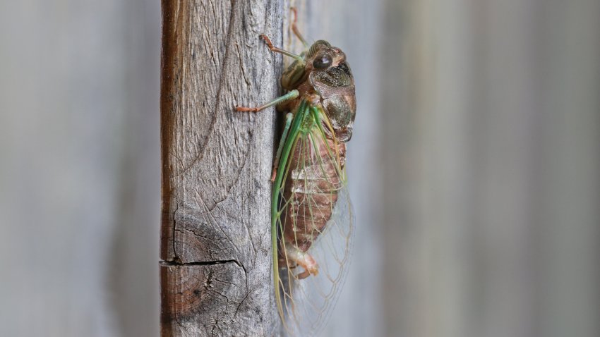 Dog-day cicada newly emerged from its nymphal skin in Toronto, Ontario, Canada, on August 16, 2021. Before a cicada becomes an adult and sheds its skin it tries to find a plant where it attaches itself with its claws. Many times their nymphal skin will remain attached to a plant long after the cicada has hatched. (Photo by Creative Touch Imaging Ltd./NurPhoto via Getty Images)