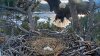 Águilas calvas de Big Bear esperan la llegada de sus “bebés” en cualquier momento