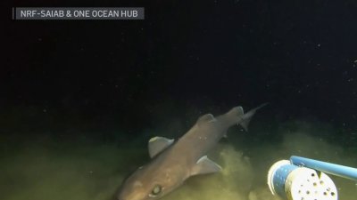 Ciertas especies de tiburones afectadas por el cambio climático