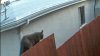 Puma se pasea por el patio trasero de una vivienda en South San Francisco