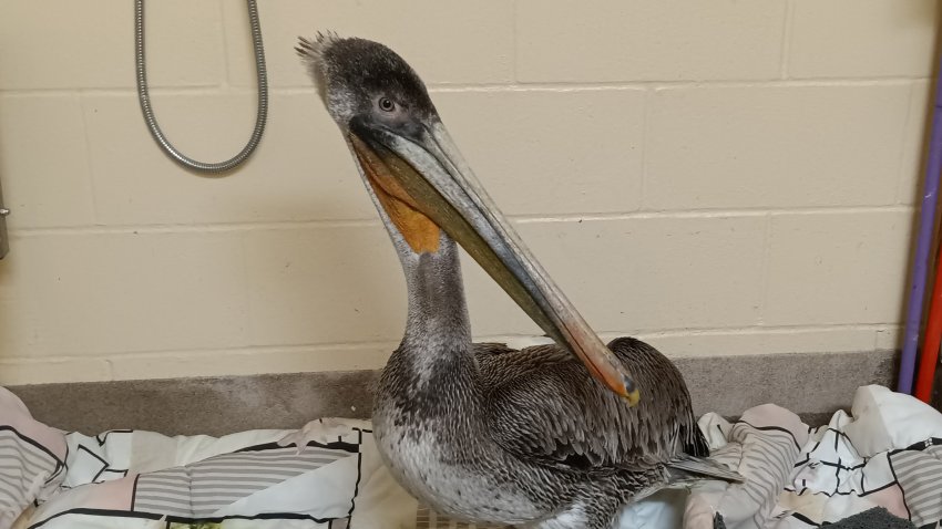 Rescued pelican