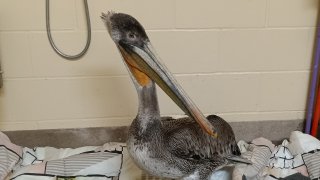 Rescued pelican