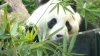 Zoológico de San Francisco recibirá dos pandas gigantes procedentes de China