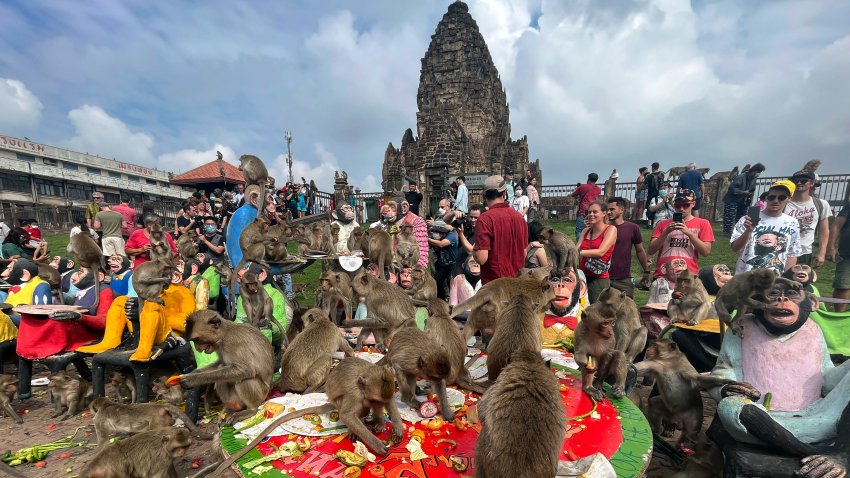 Monos comen fruta durante la fiesta de los monos en la provincia de Lopburi, Tailandia, el 27 de noviembre de 2022. (AP Foto/Chalida EKvitthayavechnukul, Archivo)