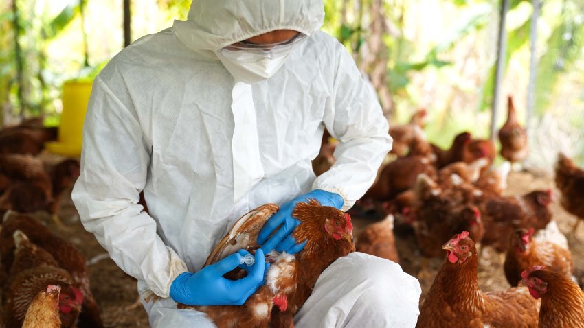 Bird flu, Veterinarians vaccinate against diseases in poultry such as farm chickens, H5N1 H5N6 Avian Influenza (HPAI), which causes severe symptoms and rapid death of infected poultry.