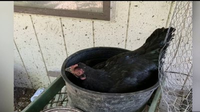 Rescatan 75 aves del patio de una vivienda en San José