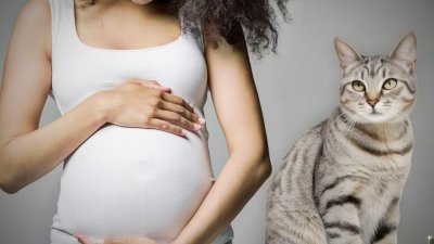 No te enredes: ¿los gatos afectan el embarazo?
