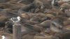 Incrementa presencia de leones marinos en el Muelle 39 de San Francisco