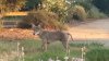 Alerta ante avistamientos de coyotes en Sunnyvale