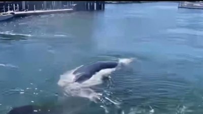 Impresionante: ballena nada cerca de los barcos de un puerto en Half Moon Bay