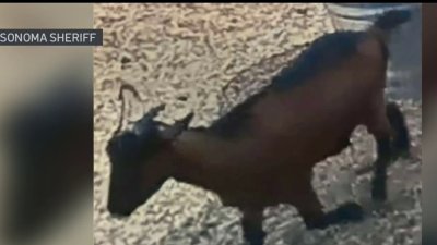 En video: residente busca desesperadamente a 3 cabras que le robaron de su vivienda en Santa Rosa