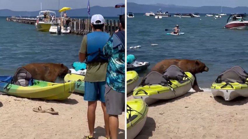 Oso en playa de South Lake Tahoe