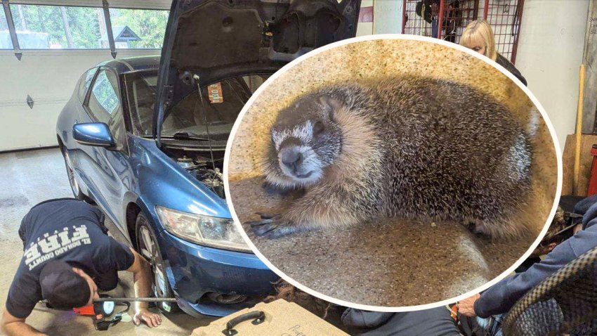 Encuentran marmota escondida en auto.