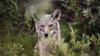 Emiten advertencia ante ataque de coyotes en Crissy Field en San Francisco