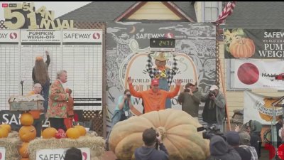 Calabaza de 2,471 libras gana tradicional concurso anual de California