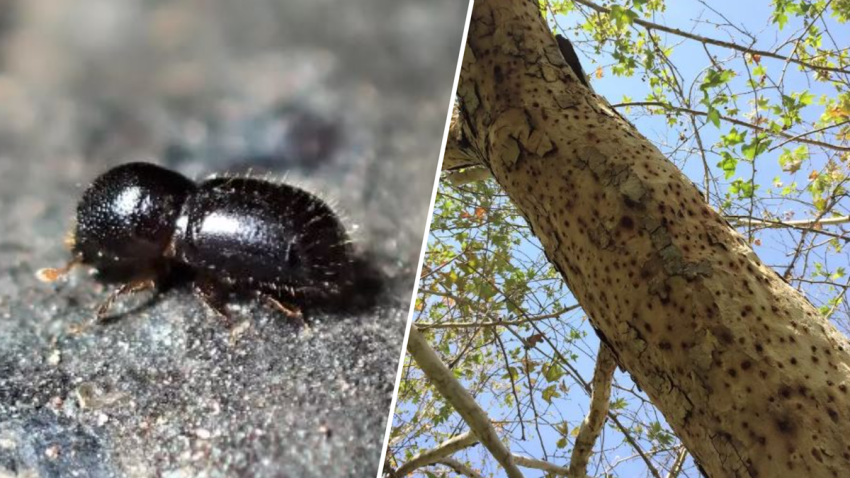 The invasive shothole borer is attacking and killing trees in San Jose, county officials say. (Oct. 11, 2024)