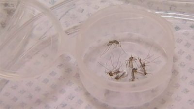 Mosquito invasor expande presencia en el condado de Santa Clara