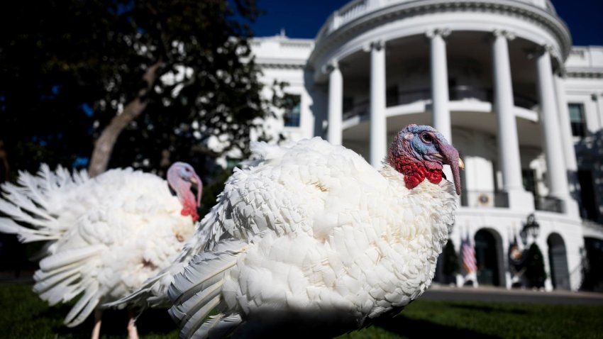 Biden indulta a sus últimos pavos, Peach y Blossom, que simbolizan la "resistencia"