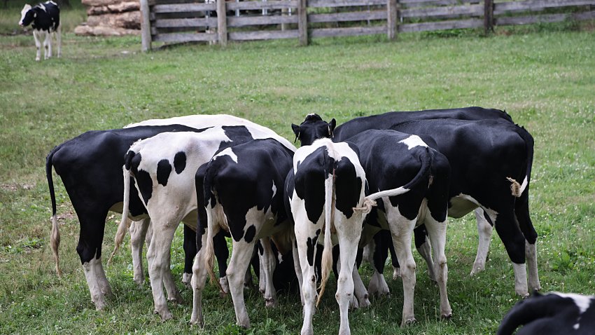 Cows on pasture