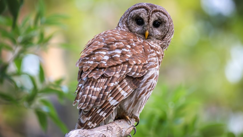 Barred Owl Perched on a branch