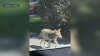 Aumentan avistamientos de coyotes en vecindario de Menlo Park