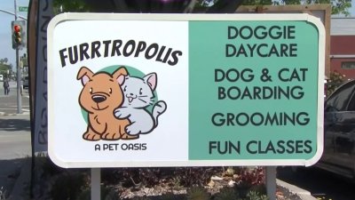 Furrtopolis un oasis con una infinidad de servicios a mascotas en San José