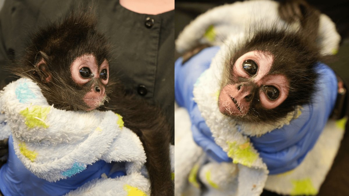 Zoológico de Oakland cuidará monita hallada en Vallejo – Telemundo Area de  la Bahía 48