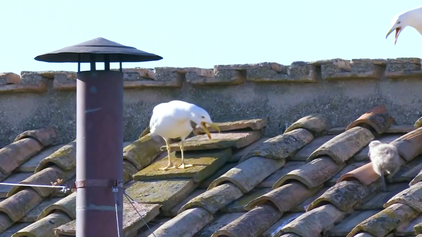 Seagull and chick on roof of Sistene Chapel