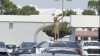 En video: hombre desnudo baila encima de una patrulla de policía en Antioch