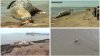 Preocupación ante alta tasa de muertes de ballenas grises en las costas de California