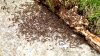 Altas temperaturas avivan actividad de hormigas y posibles reacciones alérgicas