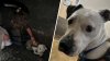Roo, el perrito que pasó dos días en un oscuro túnel de Caltrain antes de su rescate