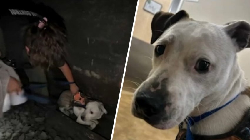 Roo, un perro que se había escapado y fue rescatado de un túnel de Caltrain en San Francisco.