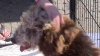 Organizan eventos para promover la adopción de animales en el Área de la Bahía
