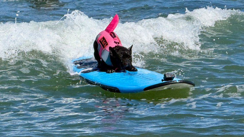 A dog catches a wave during the World Dog Surfing Championships, Saturday, Aug. 1, 2026, in Pacifica, Calif.