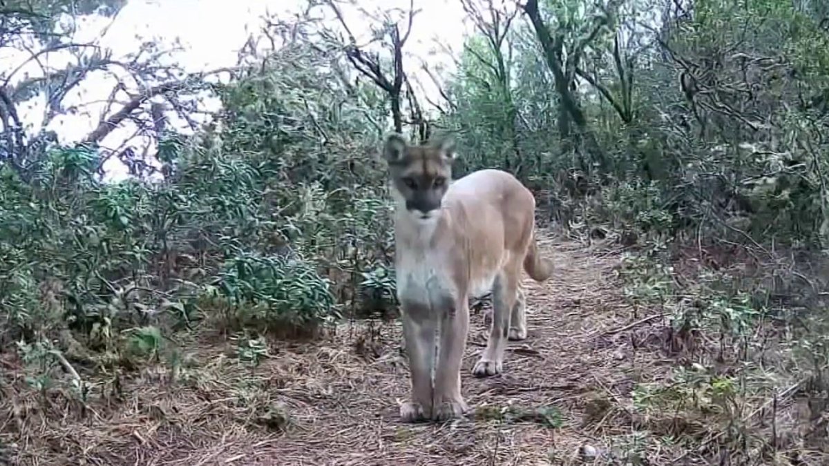 Avistamiento de puma en sendero Calaveras Fault provoca alarma en San José