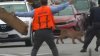 Capturan a un puma en el vecindario de Outer Sunset en San Francisco