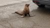 Hallan a un león marino en plena calle en Hayward