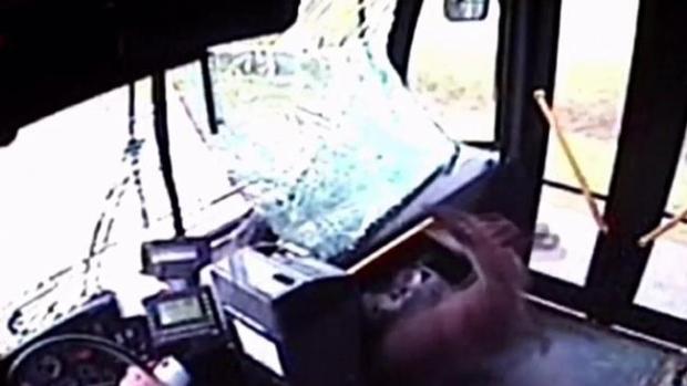 Video: Ciervo atravesó cristal y se coló en el bus