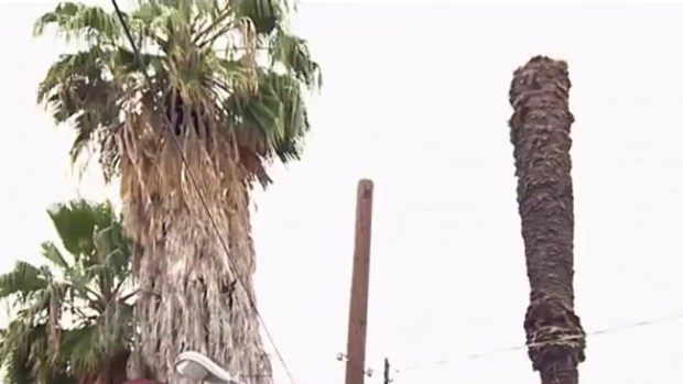 Video: Hispano murió aplastado por palmera