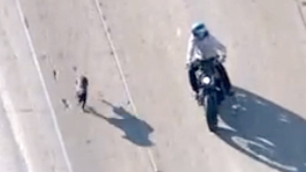 Video: Perro causa caos en la autopista